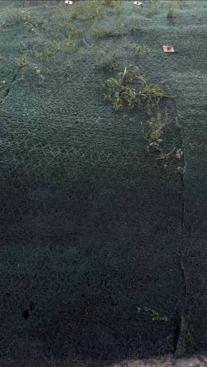 Vegetação iniciando o enraizamento sobre a hidrossemeadura
